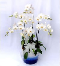 大朵蝴蝶兰(6枝组合) - 高档艺术花盆
